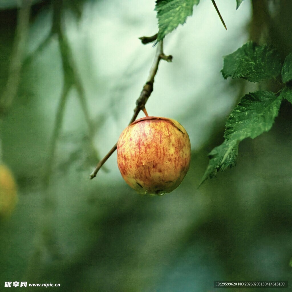 枝头挂着的诱人小果实
