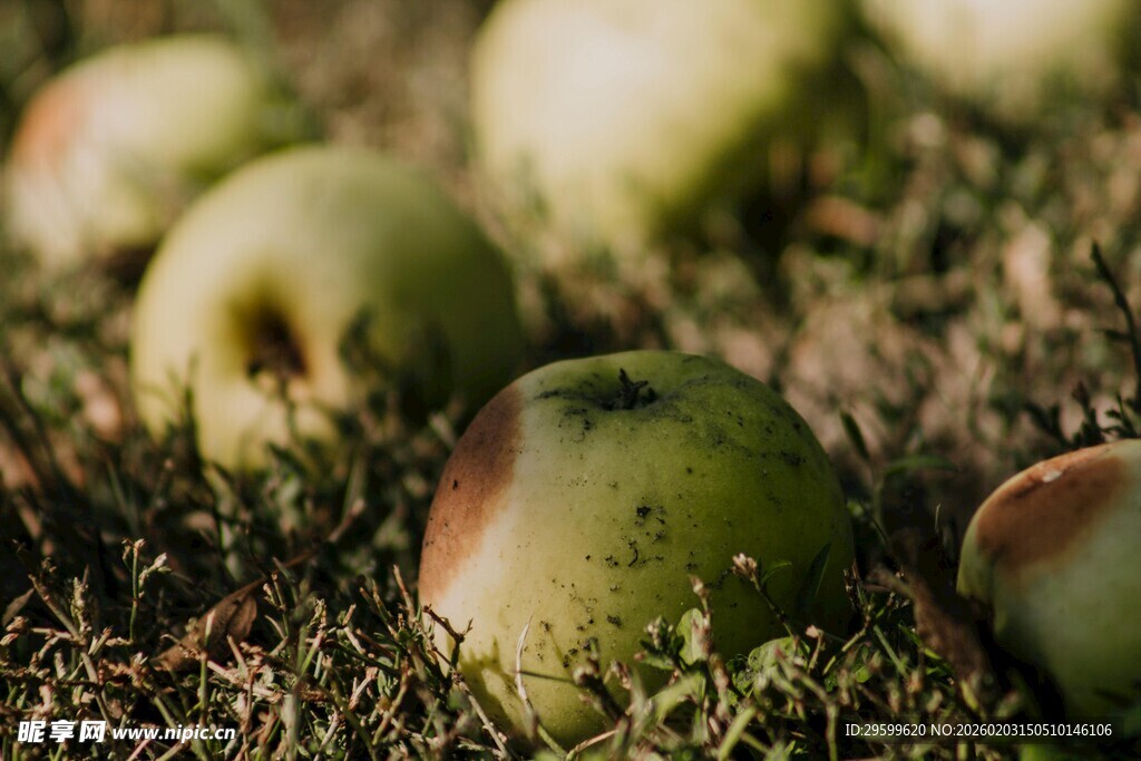 草地上的新鲜青苹果