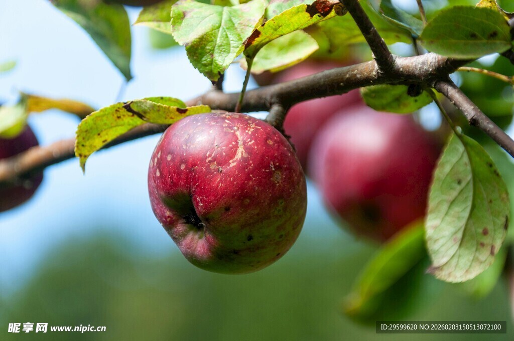 枝头红苹果 