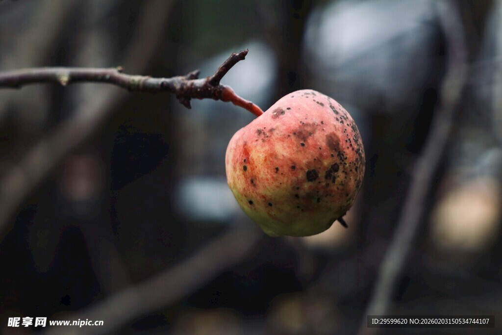 枝头挂着的斑驳果实