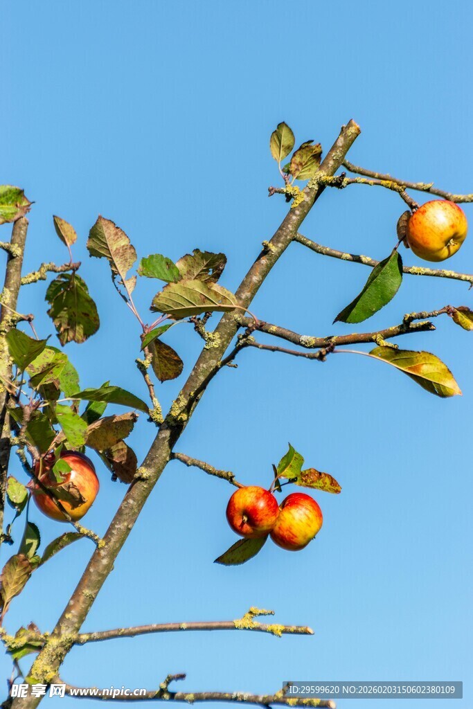枝头苹果映蓝天