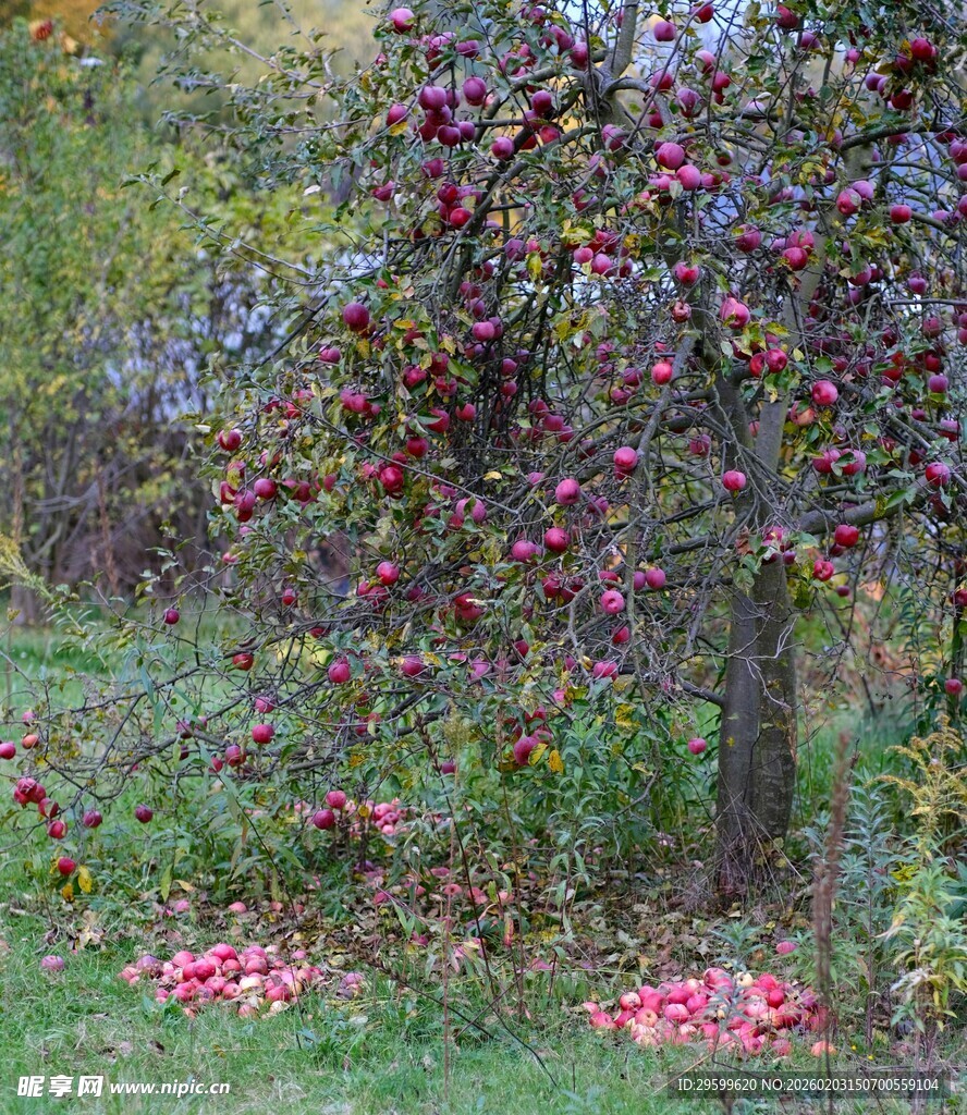 秋日苹果树下的丰收景象