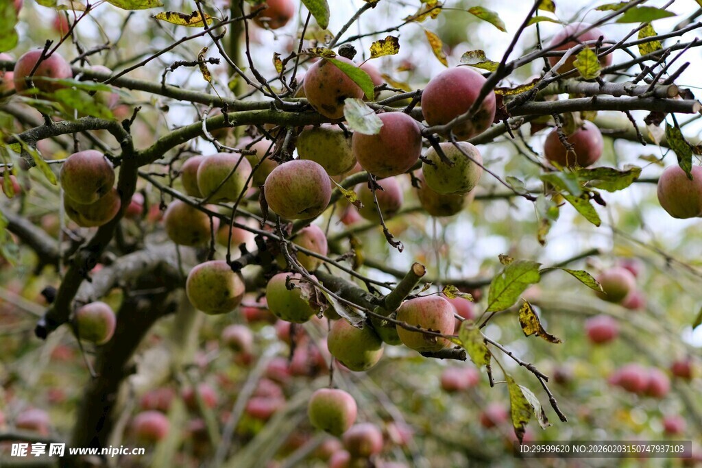 枝头硕果累累的苹果树