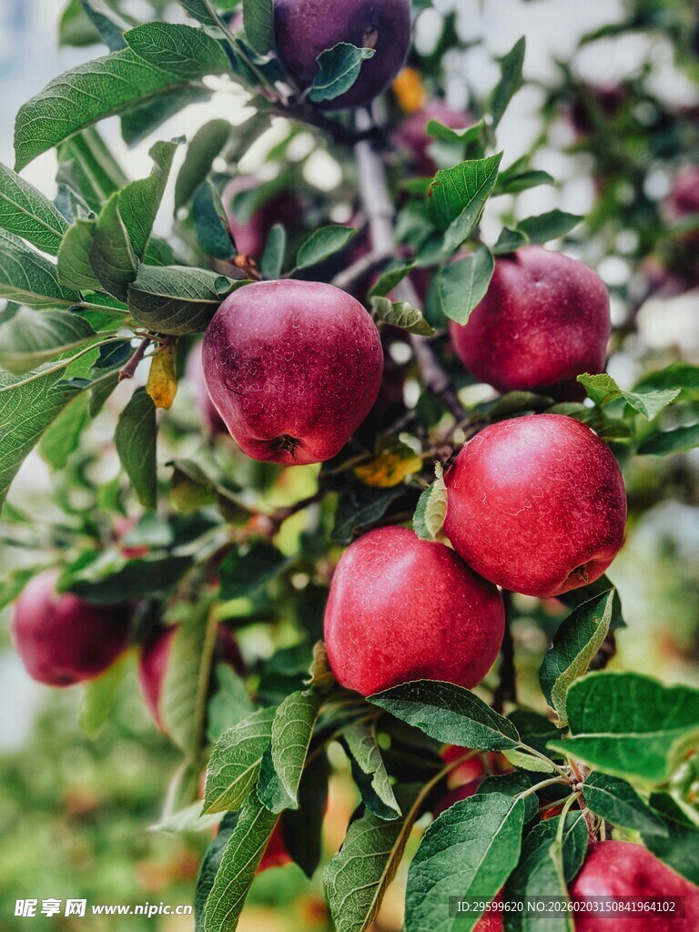 枝头红苹果 