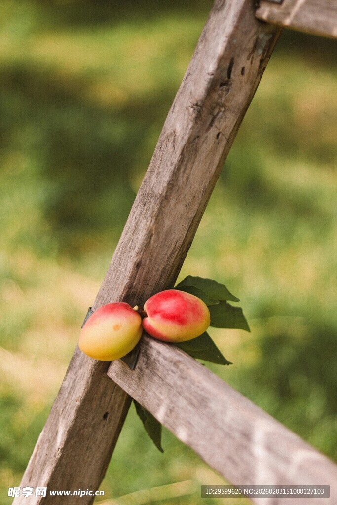木梯上的鲜嫩桃子