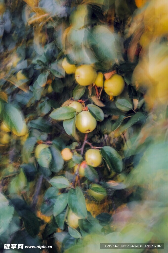 枝头黄果绿叶相映成趣