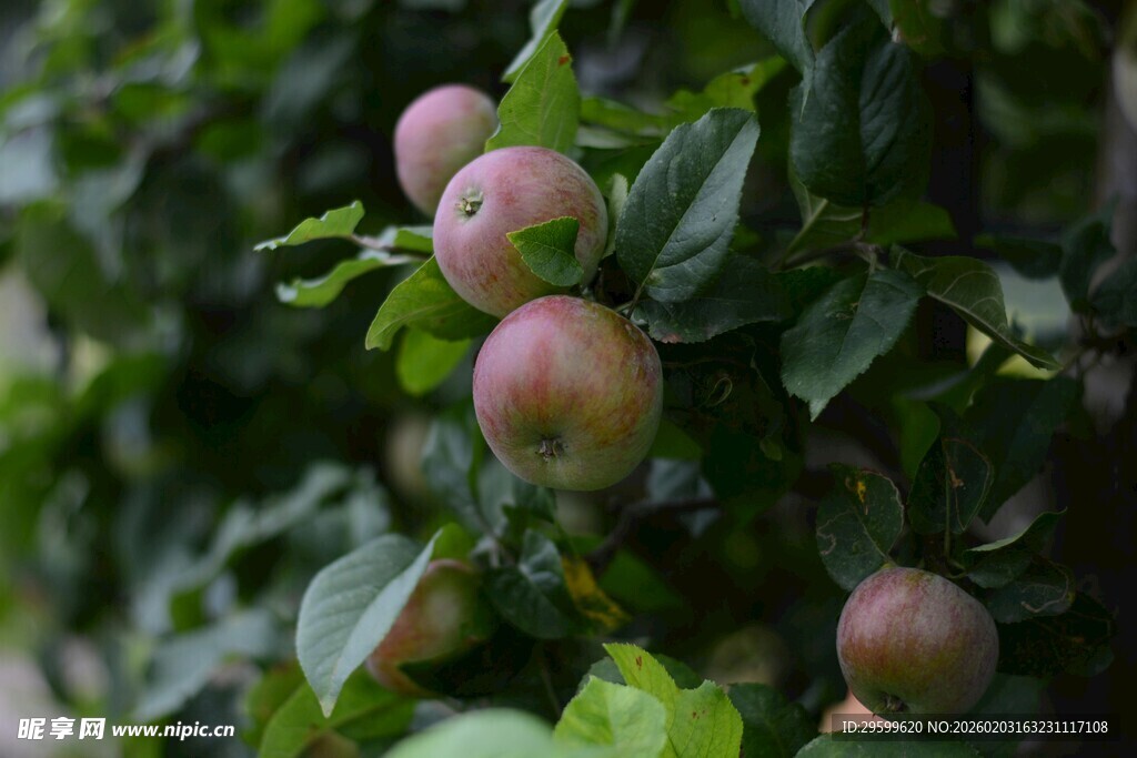 枝头粉嫩苹果挂绿叶间