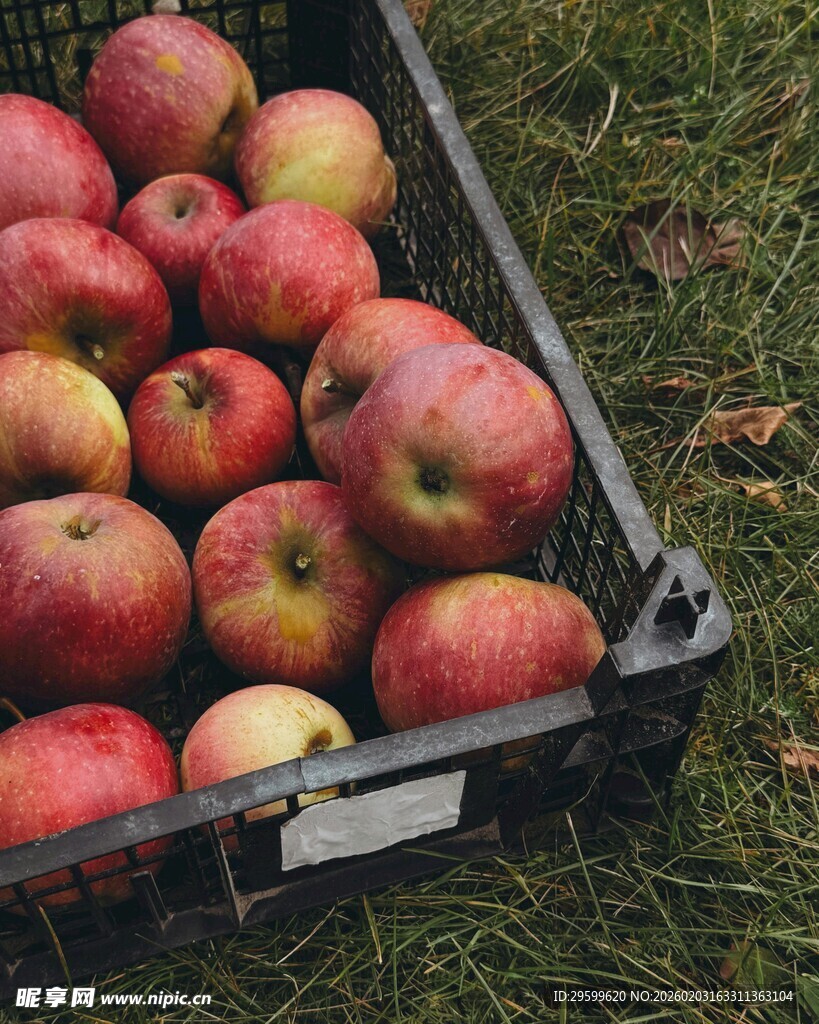 黑箱中色泽鲜艳的红苹果