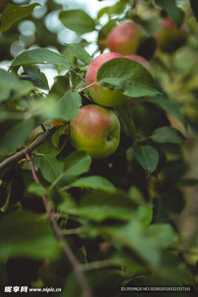 枝头红苹果 