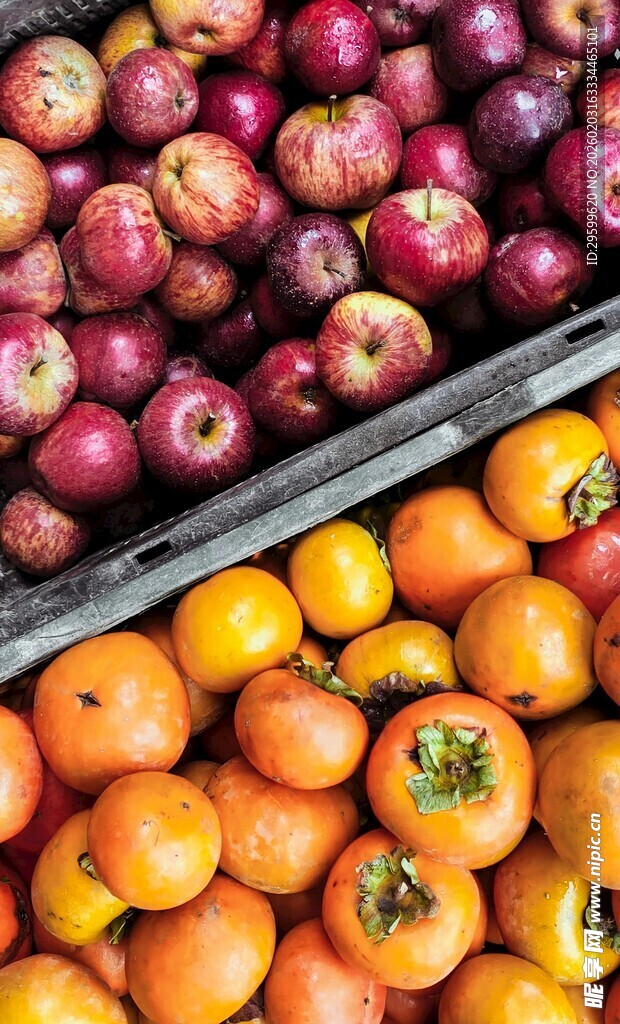 多彩苹果与柿子摆放图