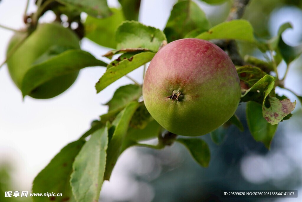 枝头青红相间的鲜嫩果实