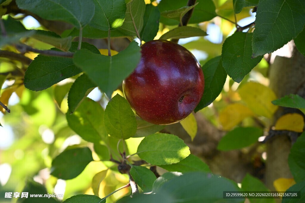 枝头红苹果 