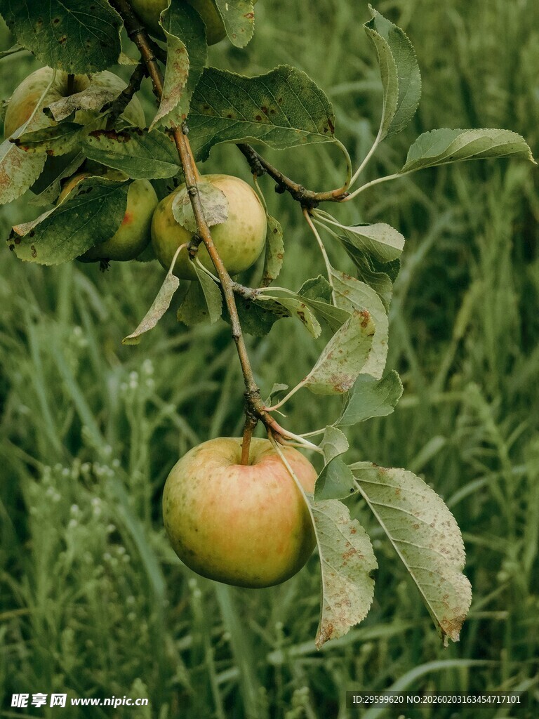 枝头青苹果 