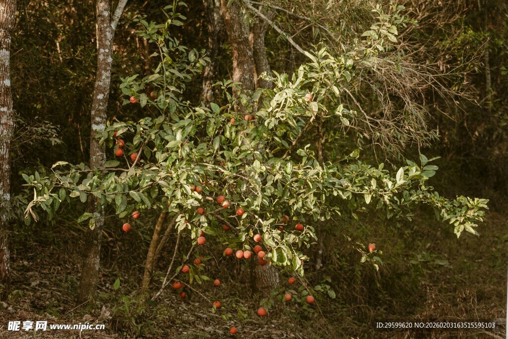 森林中的繁茂绿植与红果