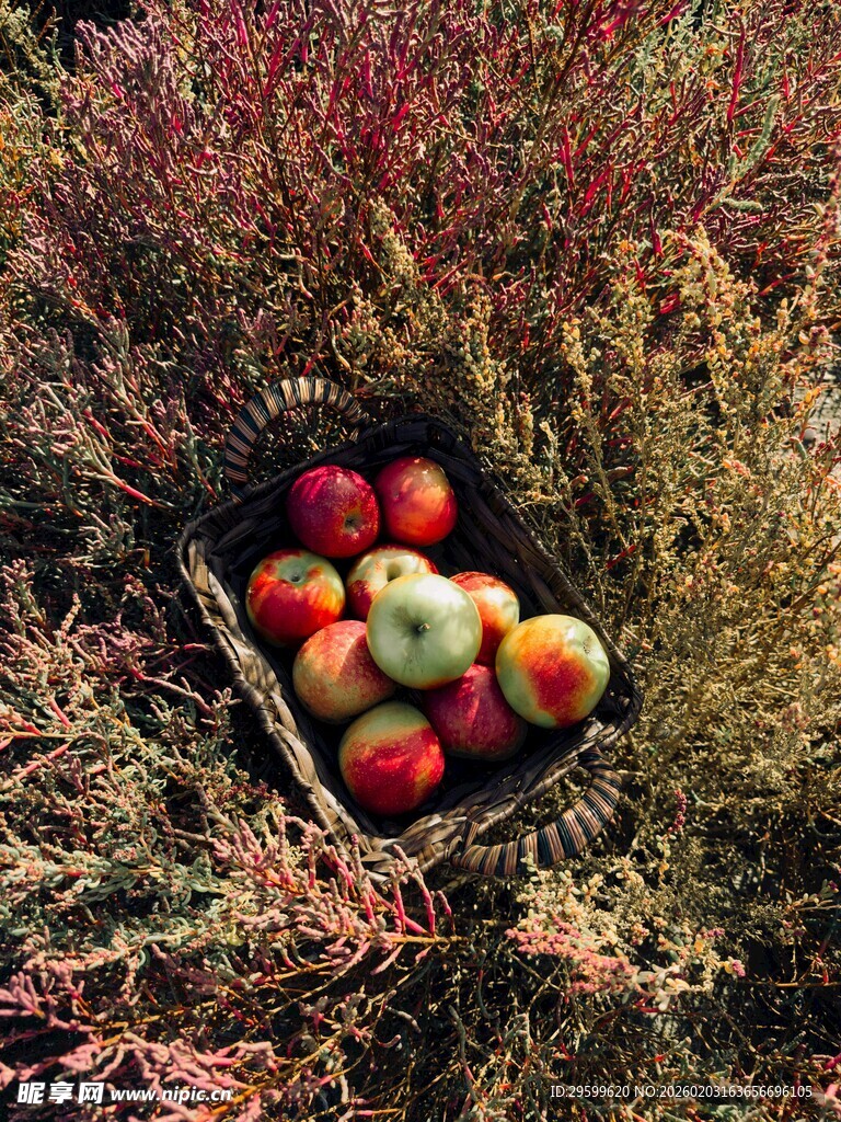 草丛中的多彩苹果