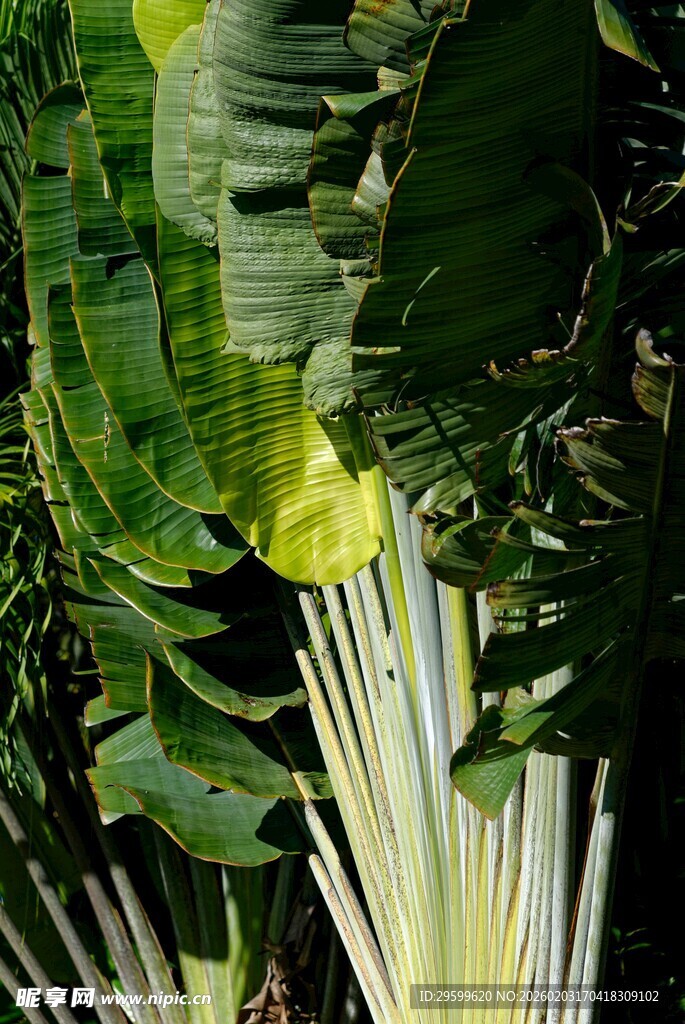 绿叶丛中的黄色花朵