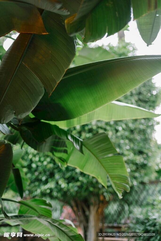繁茂绿植下的自然景致