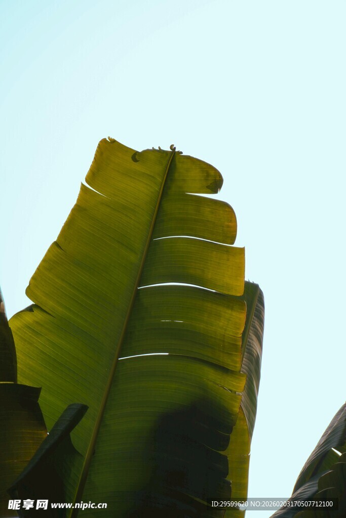 翠绿芭蕉叶特写