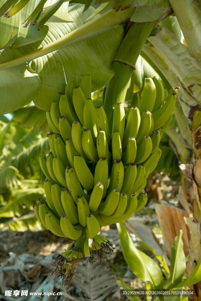 香蕉树上的青绿香蕉串