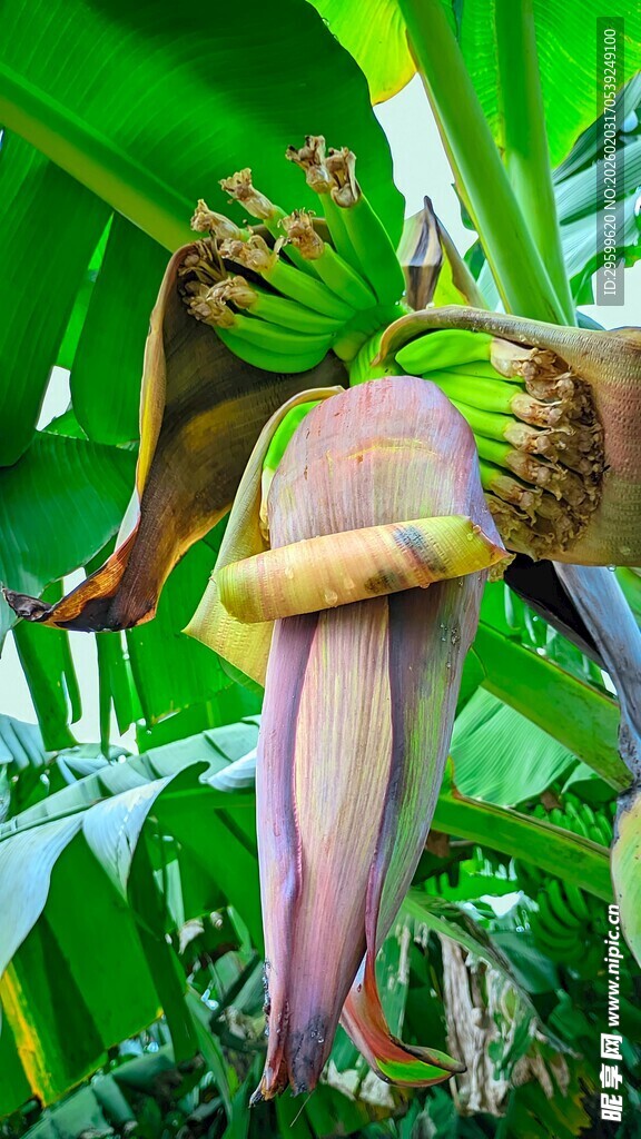 香蕉花特写
