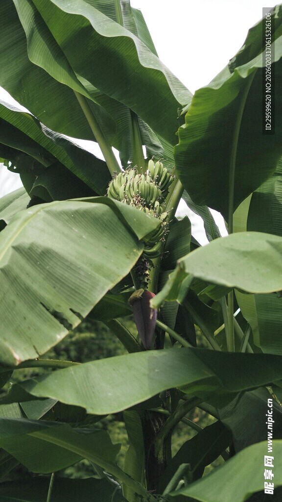 香蕉植株特写