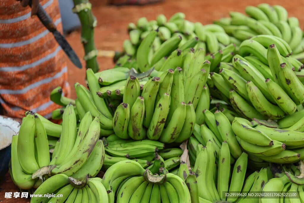 新鲜青香蕉堆在市场售卖