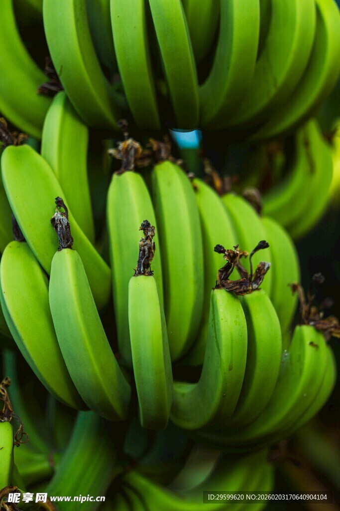 成串绿香蕉上的几只蚂蚁
