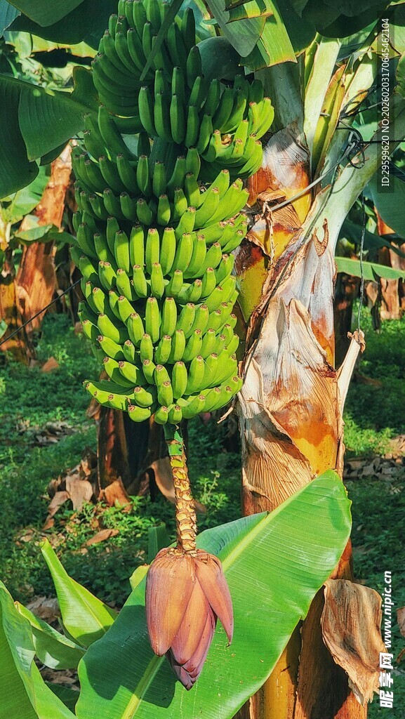 香蕉树上的青绿香蕉