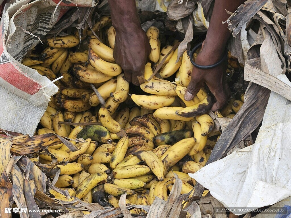满满一篮新鲜黄香蕉
