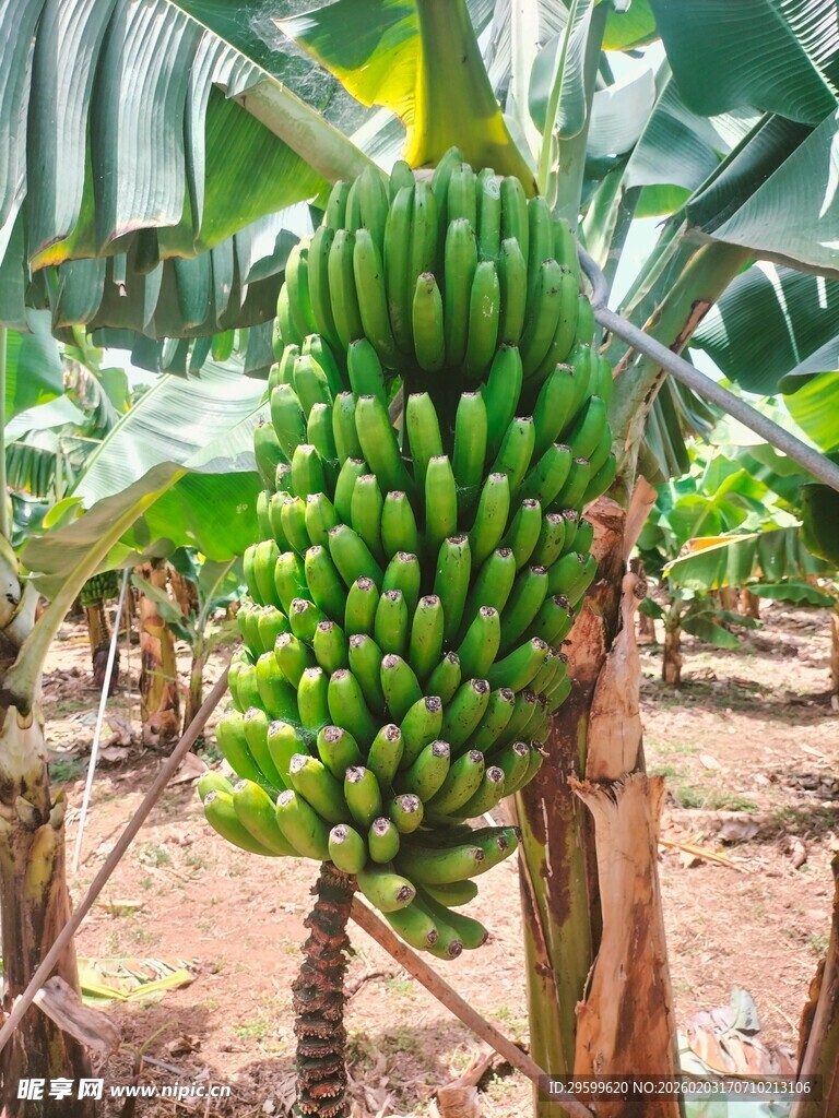 树上成串的青绿香蕉