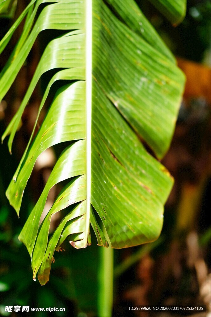翠绿芭蕉叶特写
