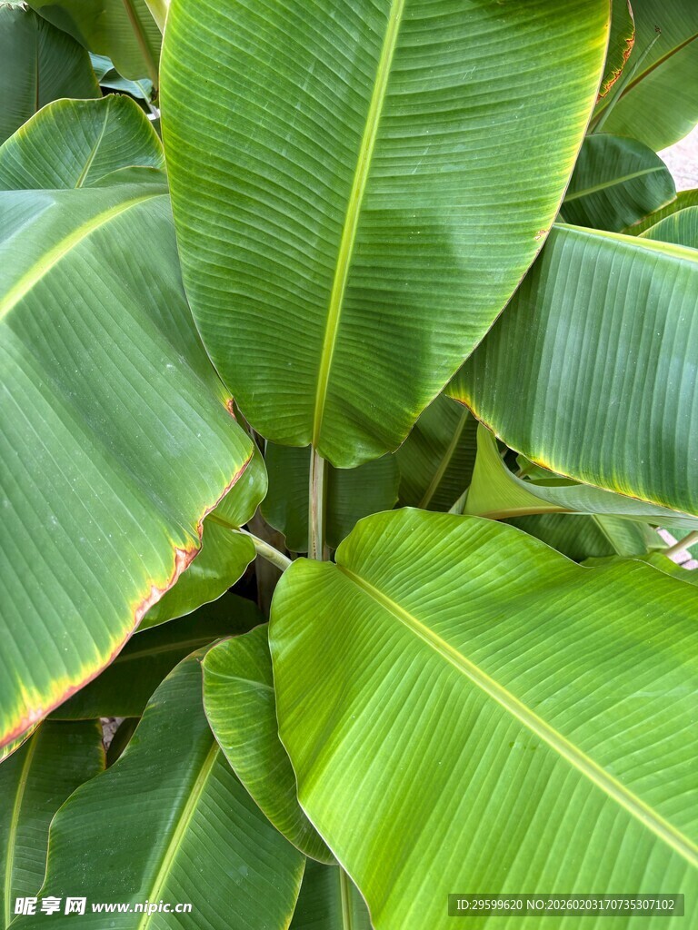 翠绿宽大的热带植物叶片