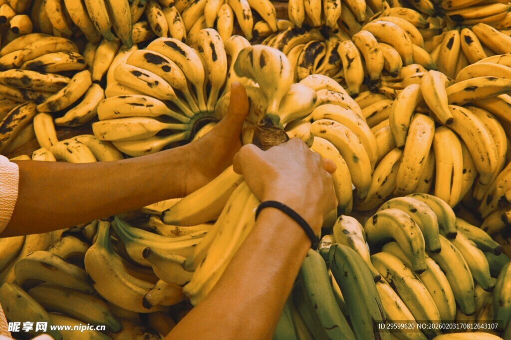 手选新鲜香蕉堆中
