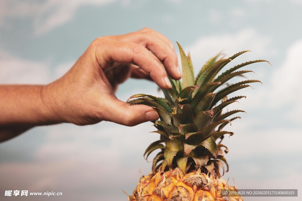 手触新鲜菠萝