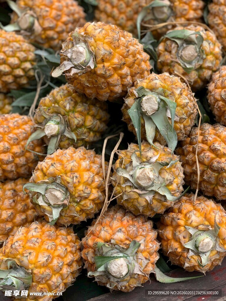 一堆新鲜小菠萝