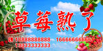 草莓熟了