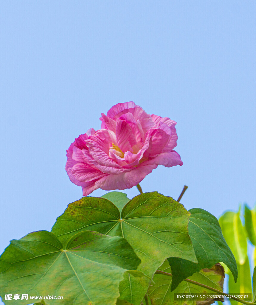 娇艳木芙蓉绽放 醉芙蓉