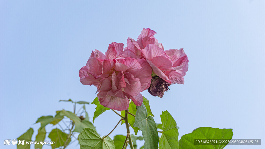 娇艳绽放醉芙蓉