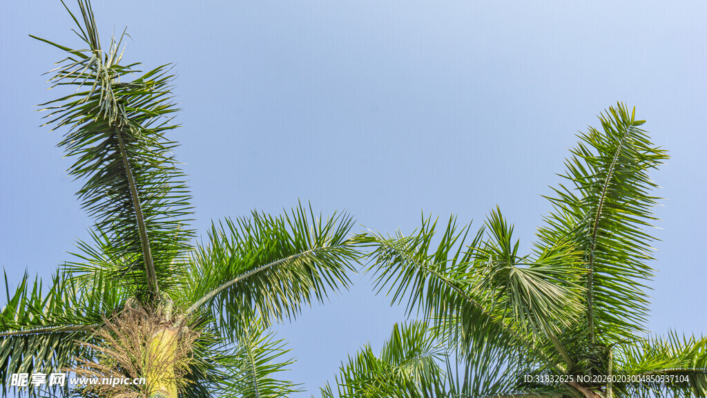 蓝天映衬下的翠绿棕榈树