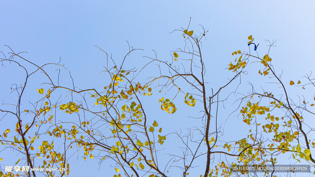 蓝天映衬下的黄叶树枝