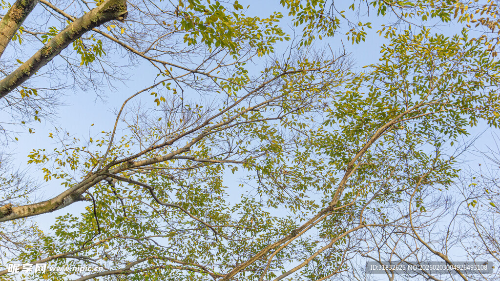 枝头绿意萌动的清新景象