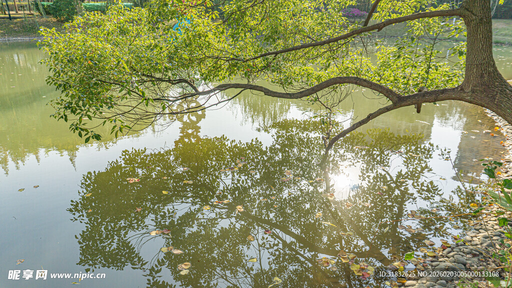 湖畔绿树倒影 静谧风光