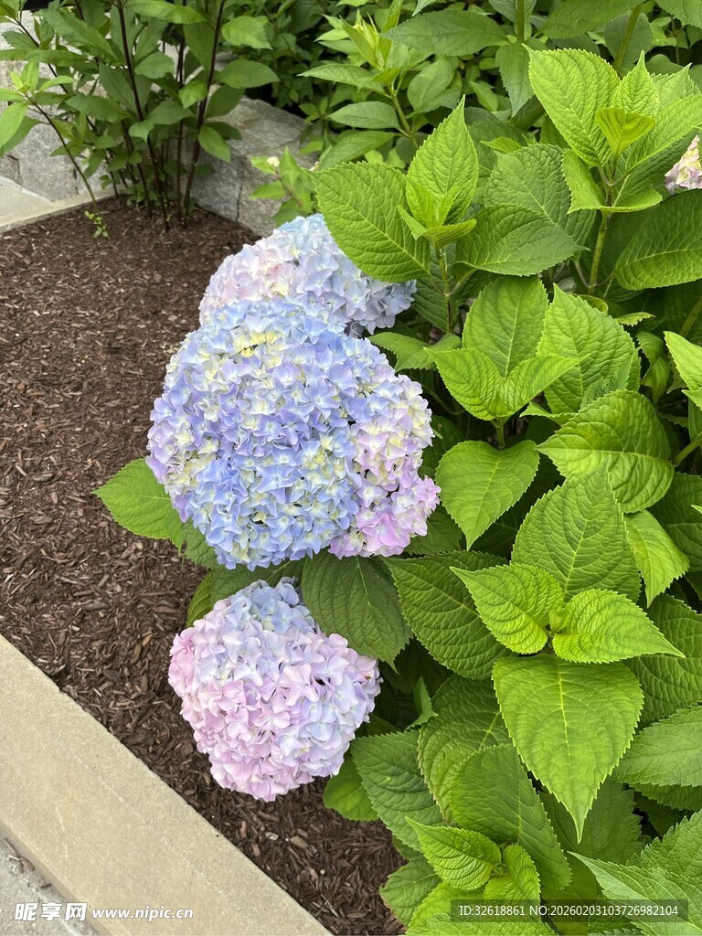 蓝粉绣球花绽放于绿叶间