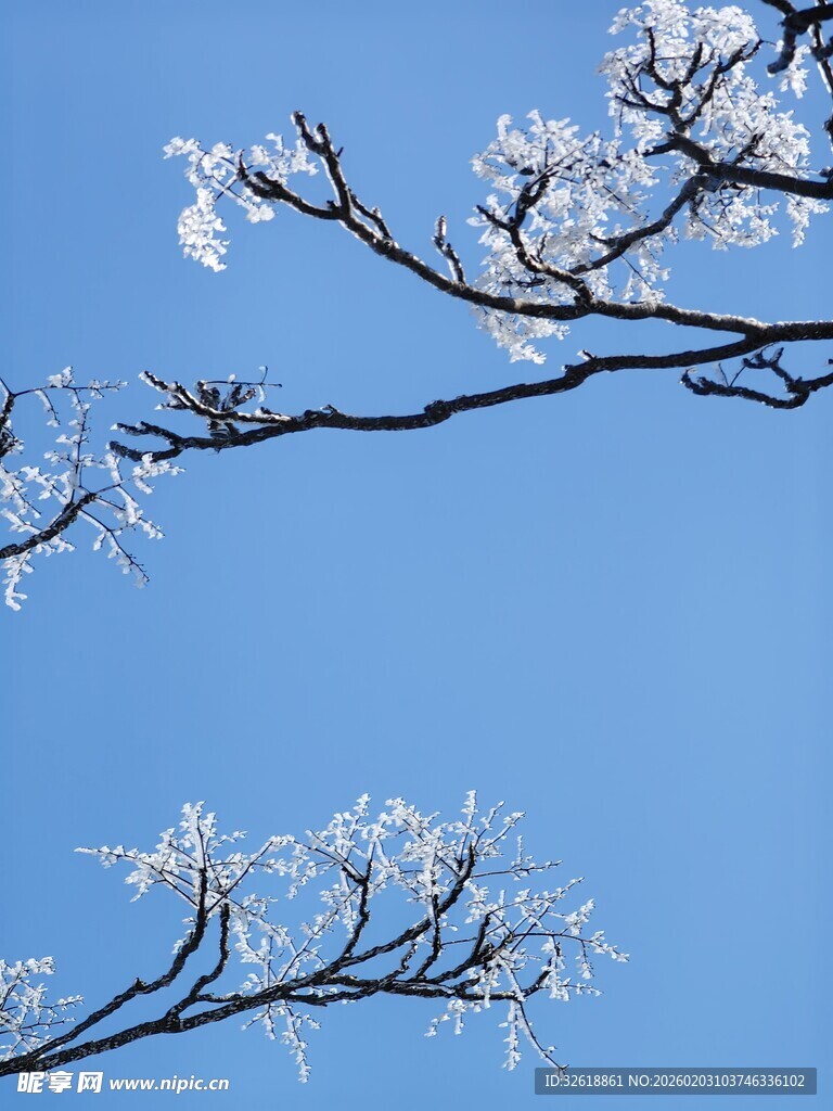 蓝天映衬下覆冰的树枝