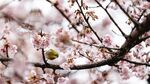 枝头繁花伴小鸟