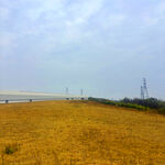 金黄田野与远处输电塔