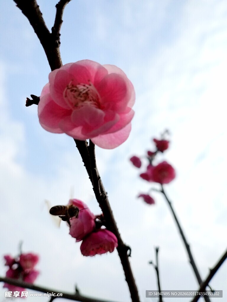 枝头绽放的娇艳红梅