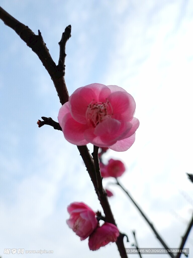 枝头绽放的娇艳红梅