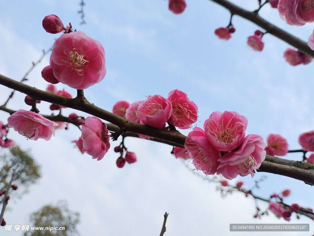 枝头绽放的娇艳红梅