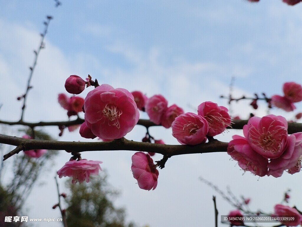 枝头绽放的娇艳红梅花